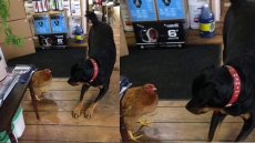 WATCH: Rottweiler And Chicken Appear To Be Best Of Friends In Newfoundland