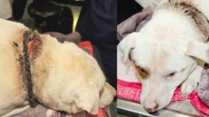 B.C. Man Charged With Animal Cruelty After Dog's Collar Embedded In Neck