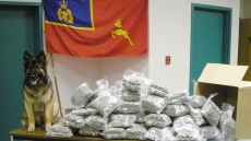 Cannabis Legalization Forces 14 RCMP Sniffer Dogs Into Early Retirement