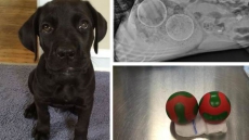 Vets Remove 2 Large Squeaky Toys From Puppy's Stomach; Doctor Says 'Dogs Eat Crazy Things'