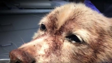 B.C. Man Charged With Animal Cruelty After Dog Nearly Dies Of Fleas