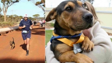 Stray Dog Finishes Australia Half-Marathon, Wins Medal