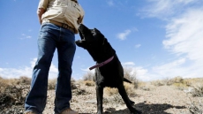 'In Dog We Trust': Work Of Canines That Sniff Out Human Remains More Accepted By Cops, Courts