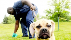 Police Called After Brockville, Ont., Neighbours Fling Dog Feces At Each Other