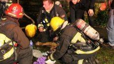 Firefighter Rappels Down P.E.I. Embankment To Rescue Frightened Dog From Ledge