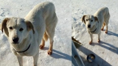 Man In Metro Vancouver Charged After Dog Shot In The Paw After An Argument