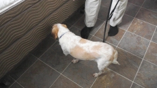 Bedbug barkers: Dogs trained to sniff out blood-sucking insects found safe