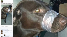 Florida Woman Posts Mouth Taped Dog’s Pic On Facebook, Under Probe