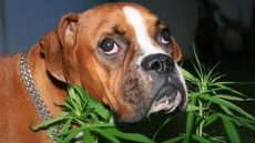 Curious Dog Eats Marijuana Gets Unexpected High During Family Camp Out