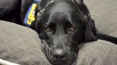 Veterinarian Warns Dog Owners On Cannabis Risks, Saying Cases Come In Weekly