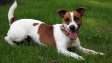 Man's Best Friend Was Domesticated Not Once, But Twice: Study