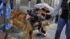 New Test Gauges Dogs' City Savvy, From Navigating Busy Sidewalks To Taking Elevators