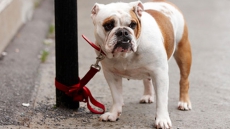 SPCA Wants Quebec To Ban Keeping Dogs Tied Outside Around The Clock