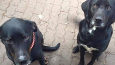 B.C. Man James Bonnell Charged In Shooting Deaths Of Two Dogs That Killed Chickens: SPCA