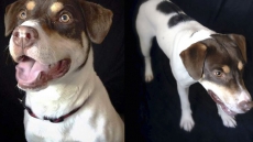 After New Hampshire Dog's Death, Long Odds Confront Effort To Ban Use Of Guns To Put Pets Down