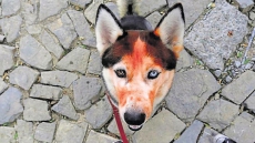 Dog Saves Wedding Party From Suicide Bomber In Nigeria, Dies After Blast