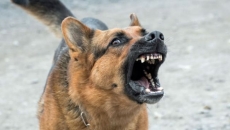 Criminal charges likely after police dog bites Indo-Canadian off-duty cop