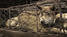 Dog meat festival celebrated in China despite protests