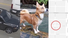 VPD need public's help in resolving a hit and run that ended up killing a dog