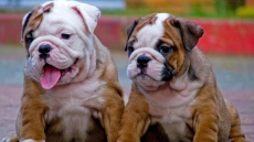 It's true! Jealousy strikes dogs too