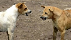 5-Year-Old Girl Mauled To Death By Stray Dogs In Punjab's Sangrur District