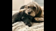 Pets getting anxious as owners return to work