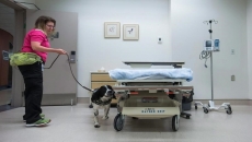 Dogs to sniff out COVID-19 in Vancouver hospitals