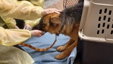 SPCA seizes over 40 dogs near Prince George