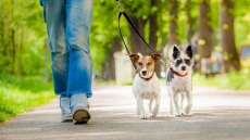 New Animal Responsibility Bylaw introduced