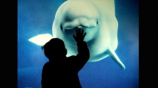Vancouver Aquarium seeks judicial review in fight against cetacean bylaws