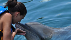 When male dolphin fell in love with female researcher