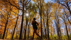 What could drought-stricken forests mean for Canada's fall foliage?