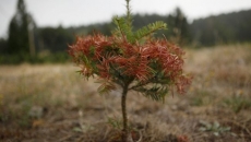 B.C. residents urged to conserve water as worsening drought conditions parch province
