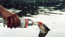 Don't drink and swim: Drunk zebrafish shows why humans go nuts after booze