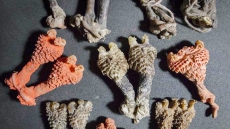 Dried Lizard Penises From India Being Sold As Rare Plant Root 'That Brings Good Luck'