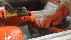 Ducks Rescued After Oil Spills Into Toronto Creek, Clean Up Underway