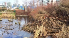 Beavers Calling Vancouver Home, Numbers Up Across The Country: Biologist