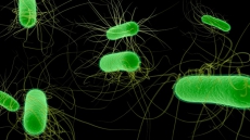 Winnipeg officials await further water tests after positive samples of E. coli