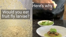It Tastes Nutty: Why This Startup Wants Humans To Eat Fruit Fly Larvae