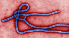 Ebola's Evolutionary Ancient Roots Discovered