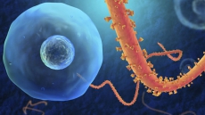 'Slim chance of Ebola virus passing through organ donation'