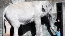 Vancouver Woman Inspires Petition To Save Japan Elephant From 'Concrete Prison'