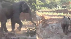 Wild Elephant Crushes 5 People To Death Across Two Odisha Villages