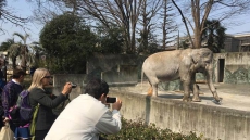 Japan Zoo To Improve Conditions But Keep Elephant After B.C. Woman's Campaign