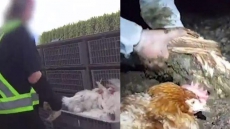 Video Showing Chickens Left Without Food And Water Triggers BC SPCA Animal Cruelty Probe