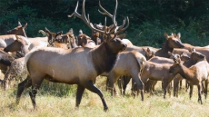 Hunters Say Elk Populations Fall In Southeastern B.C., But Hunting Ban Opposed