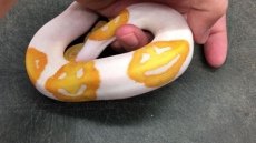 WATCH: Python Breeder Claims To Have Bred World's First 'Emoji Snake' With Happy Faces On Its Back