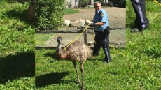 Police Return Emu Found Wandering Southwestern Ontario Roads To Owner