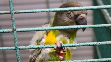 Montreal SPCA Seizes More Than 550 Exotic Birds