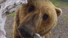 Fake bear selfie goes viral